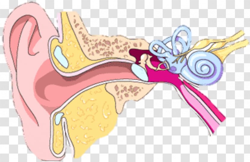 Outer Ear Middle Inner Canal - Silhouette Transparent PNG