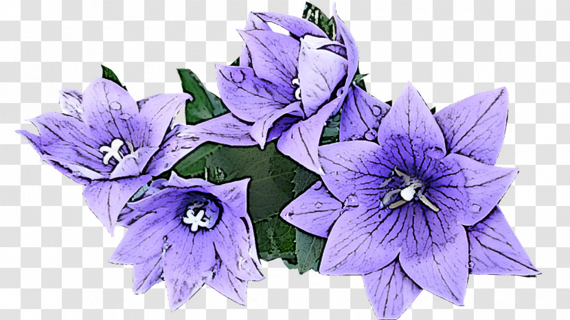 Flower Balloon Flower Plant Purple Violet Transparent PNG