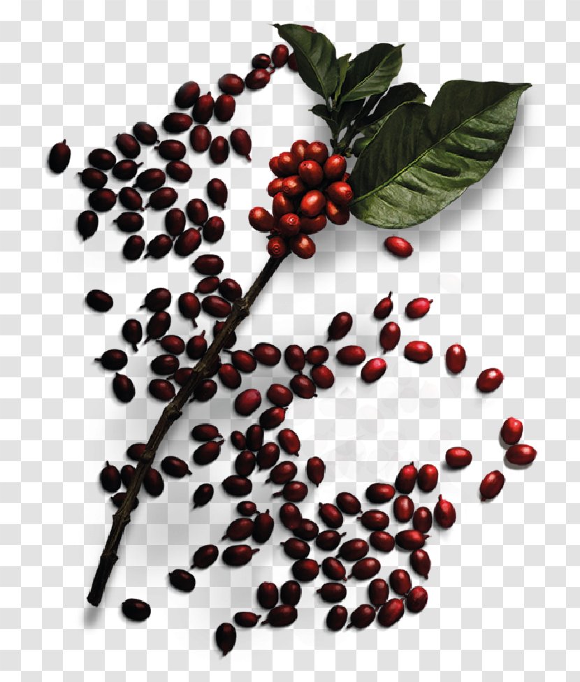 Kona Coffee Latte Macchiato Turkish - Aristotelia Chilensis Transparent PNG