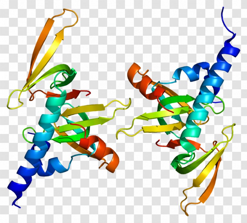 Survival Of Motor Neuron Gem-associated Protein 6 Structure Gene - Cartoon - Frame Transparent PNG