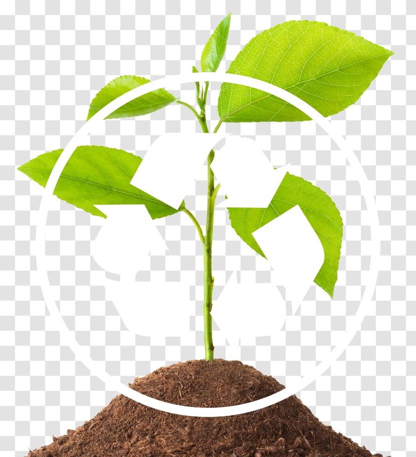 Medical Waste Management Tree Soil Transparent PNG