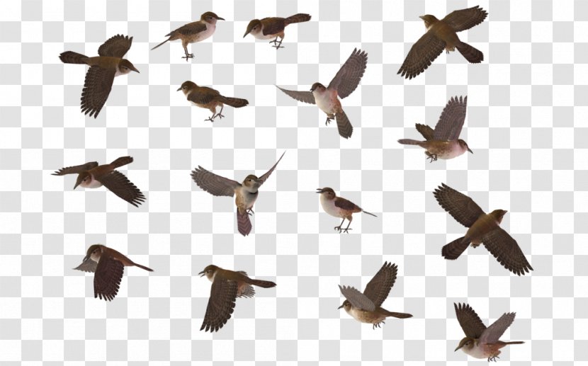 Bird Wren House Sparrow - Wing - Transparent Images Transparent PNG