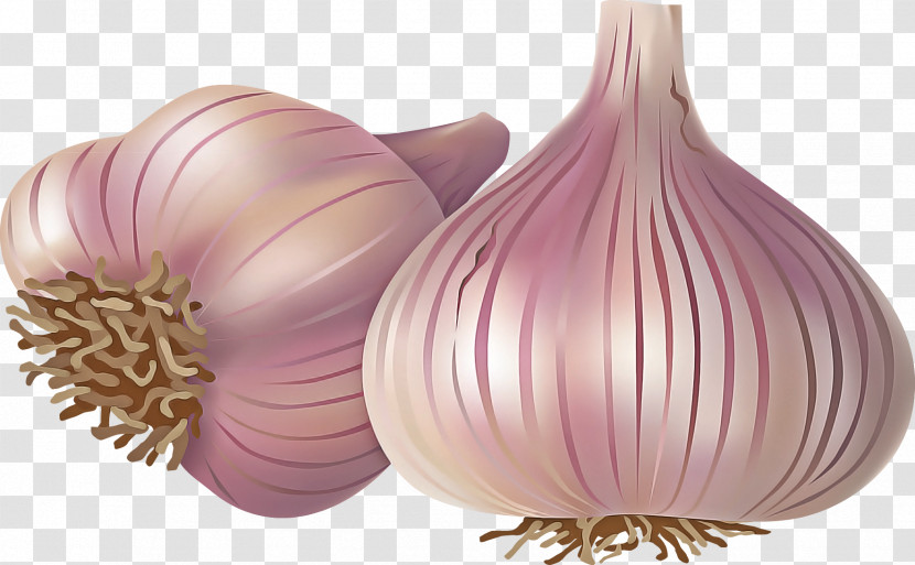 Yellow Onion Red Onion Garlic Purple Onion Transparent PNG