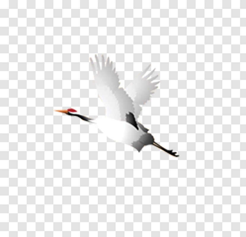 Crane Bird Flight Takeoff - Heart - Off Transparent PNG