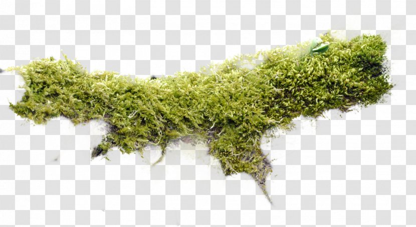 Moss Non-vascular Plant Bash - Herb - Html Transparent PNG