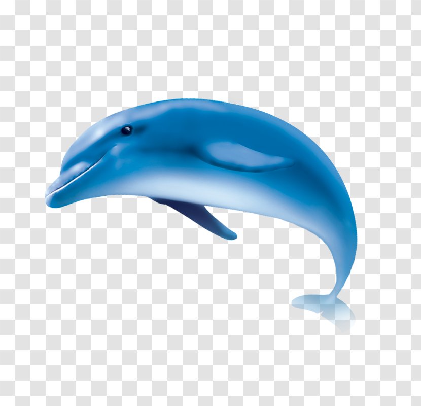 Common Bottlenose Dolphin Short-beaked Tucuxi Wholphin - Baleen Whale Transparent PNG