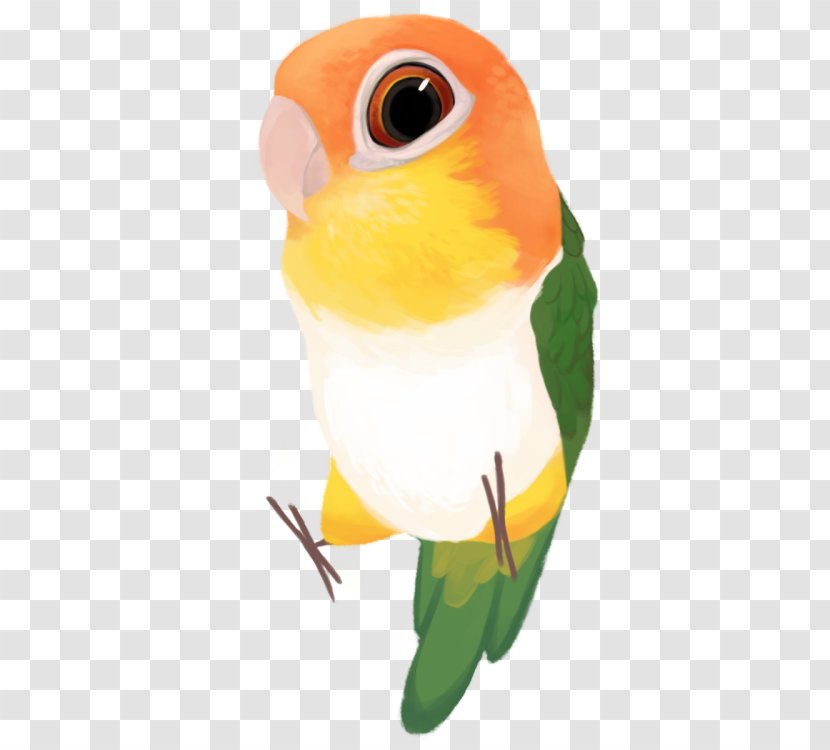 Budgerigar Lovebird Green-thighed Parrot Parakeet - Vertebrate Transparent PNG