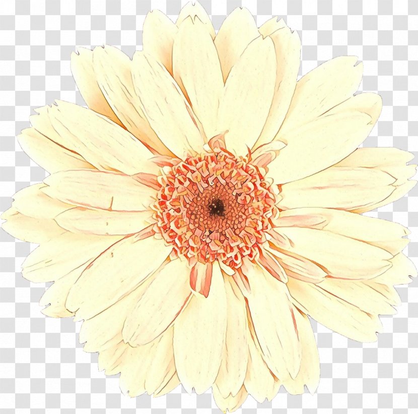 Flowers Background - Petal - Calendula Beige Transparent PNG