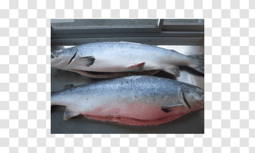 Atlantic Salmon Salmonids Fish Products - Trout Transparent PNG