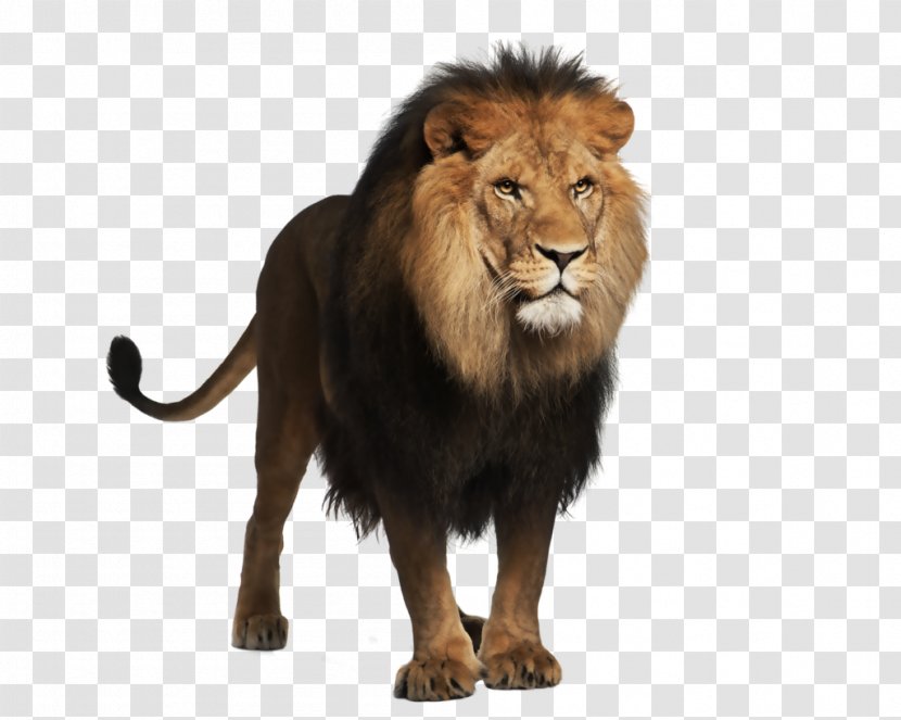 Lion Felidae Macintosh Clip Art - Cat Like Mammal - Yellow Terror Transparent PNG