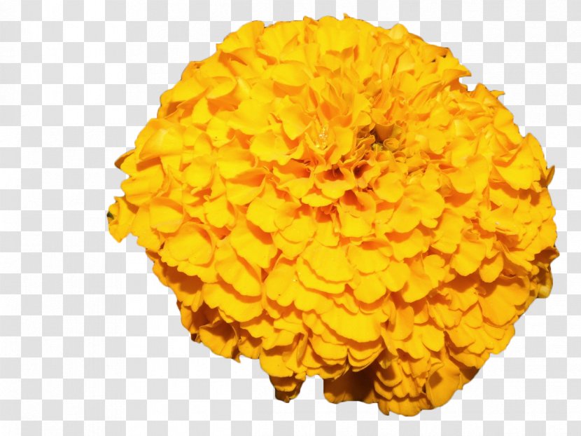 Mexican Marigold Flower Yellow - Daisy Family Transparent PNG