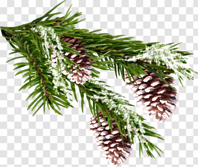 Spruce Pine Clip Art - Fir - Twigs Transparent PNG