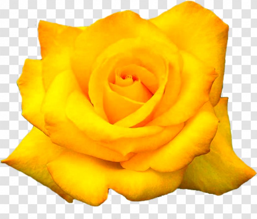The Yellow Rose Of Texas Flower Desktop Wallpaper Transparent PNG