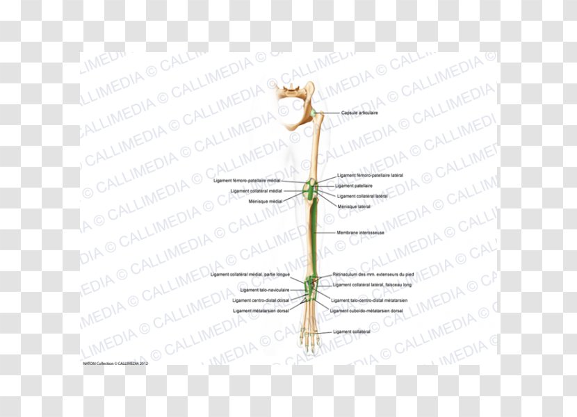 Plant Stem Line Diagram Grasses Transparent PNG