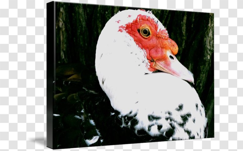 Rooster Water Bird Beak Chicken As Food - Galliformes - Ugly Duckling Transparent PNG