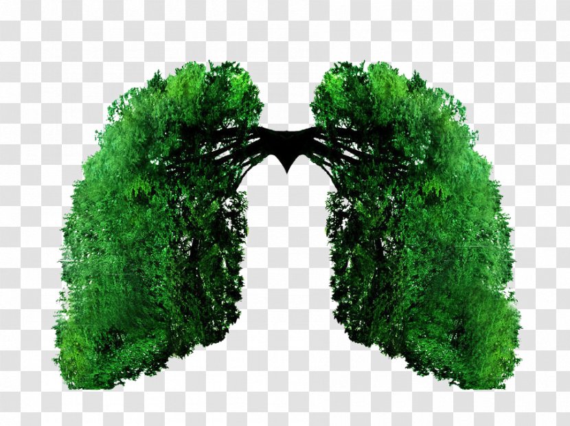 Lung Vecteur - Grass - Green Design Wings Transparent PNG