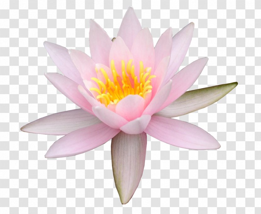 Sacred Lotus Water Lily Photography Image - Flower Transparent PNG