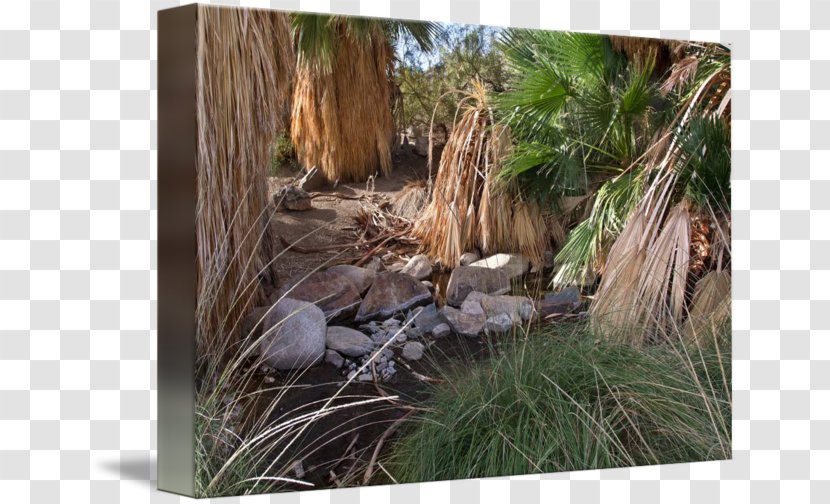 State Park Wood Vegetation Ecosystem - Desert Oasis Transparent PNG