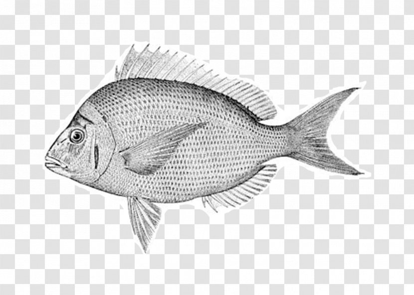 Scup Porgy Fishing Measurement - Flatfish - Bluegill Ecommerce Transparent PNG