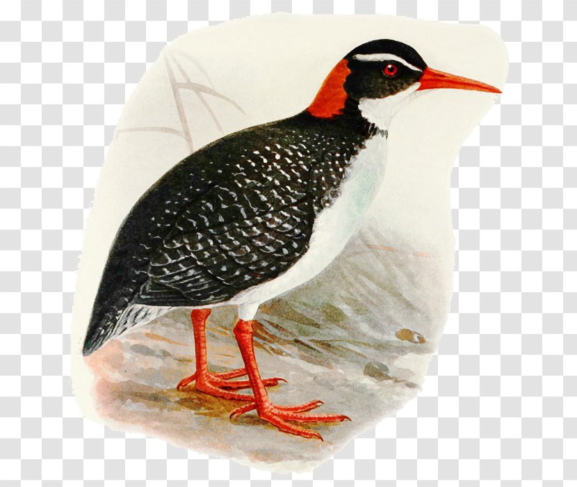 Cartoon Bird - Beak - Rail Transparent PNG