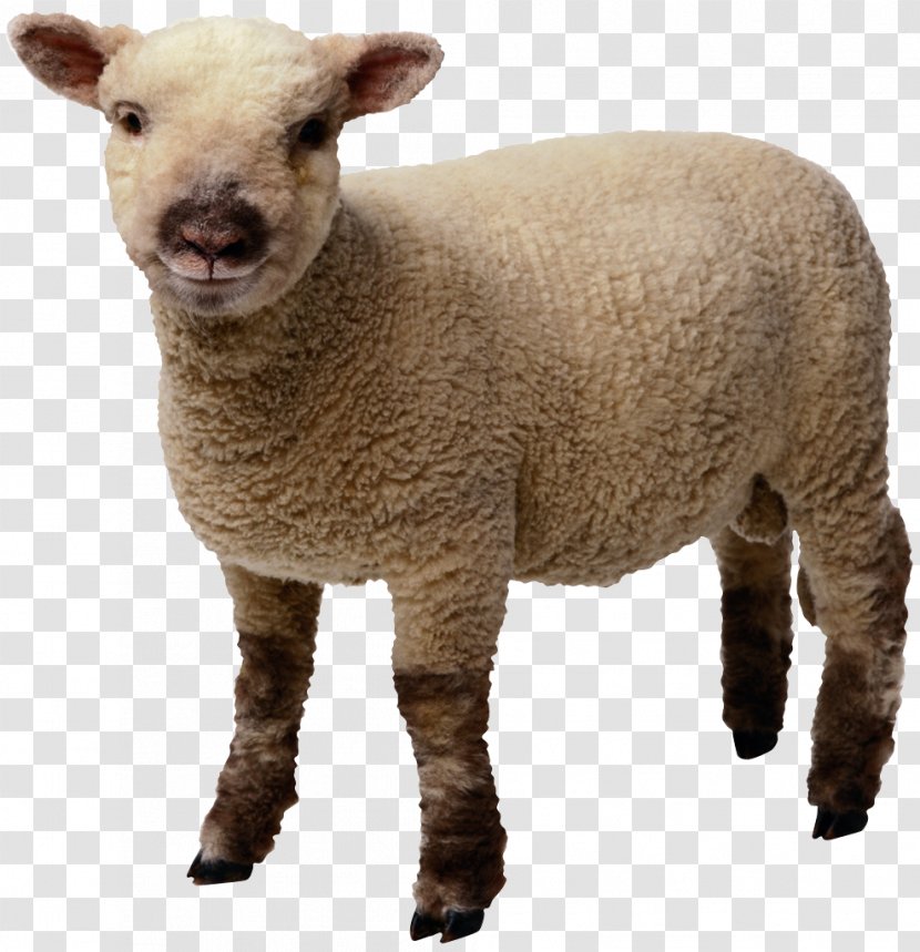 Sheep Clip Art - Sticker - Image Transparent PNG