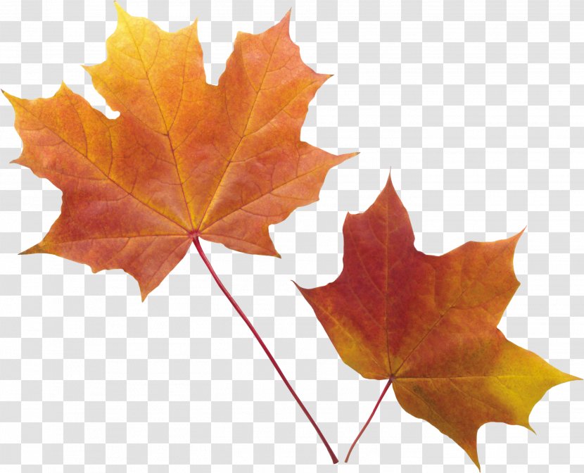 Autumn Leaf Color - Deciduous Transparent PNG
