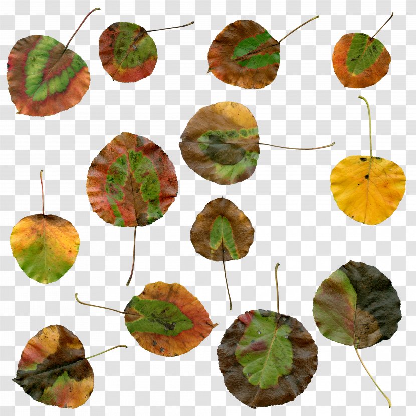 Autumn Leaf Color Plant - Red - Leaves Transparent PNG