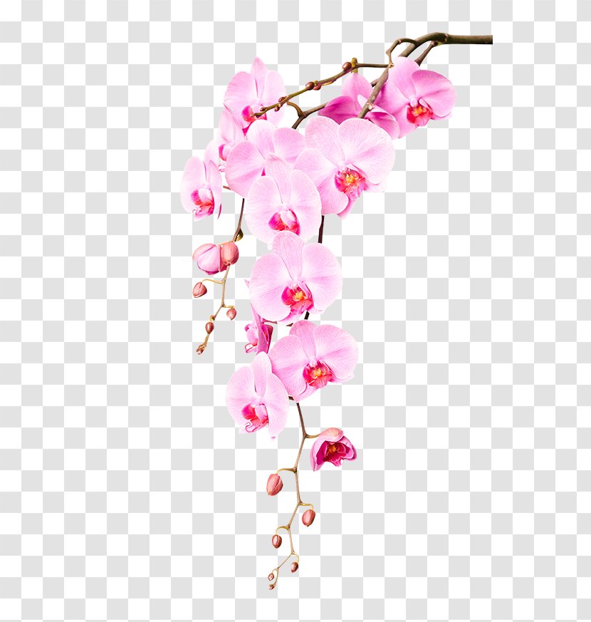 Stock Photography Orchids Garden Roses Flower - Drawing Transparent PNG