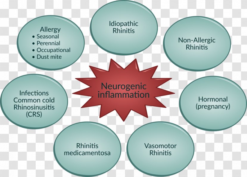 Student Price - Diagram - Nasal Congestion Transparent PNG