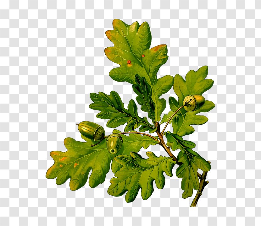 English Oak Köhler's Medicinal Plants Sessile Acorn Quercus Cerris - Fagales Transparent PNG