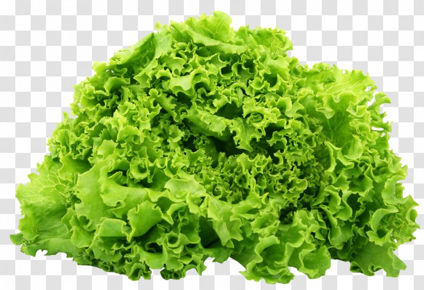 Butterhead Lettuce Romaine Vegetarian Cuisine Salad Vegetable - Produce - Green Transparent PNG