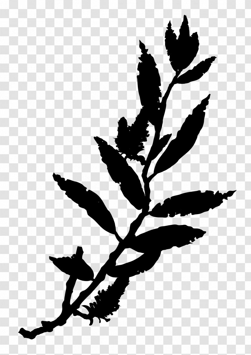 Twig Plant Stem Flower Leaf Clip Art - Plants Transparent PNG