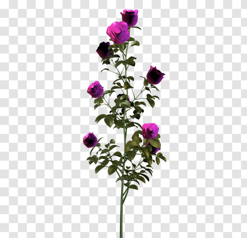 Garden Roses Cabbage Rose Cut Flowers Floral Design - Family - Flower Transparent PNG