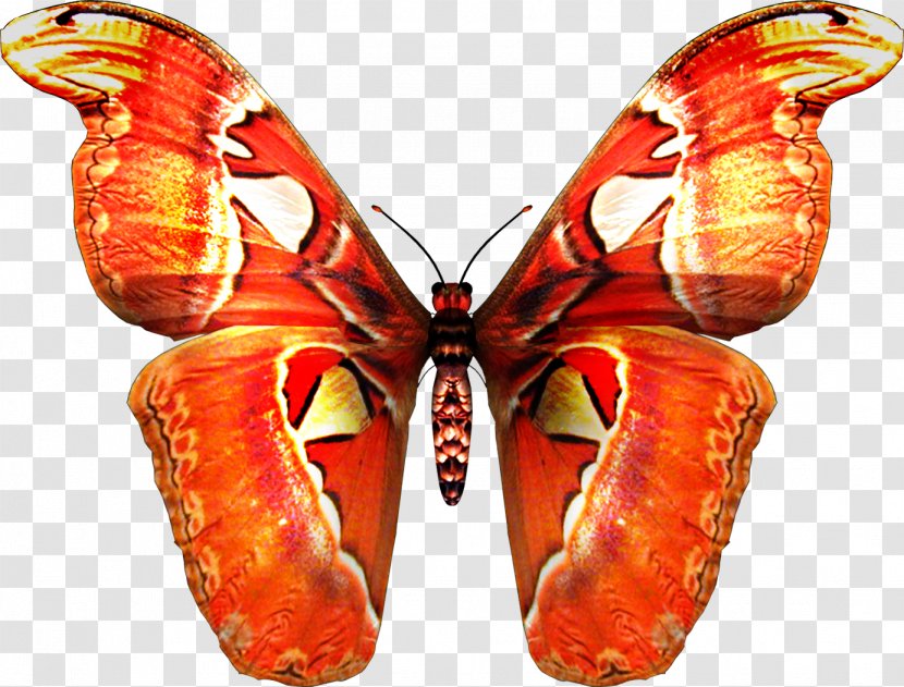 Butterfly Tattoo Clip Art - Stock Photography Transparent PNG
