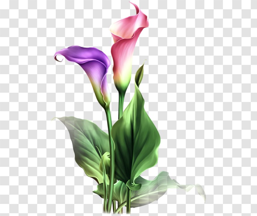 Flower Arum-lily Pin Watercolor Painting - Petal Transparent PNG