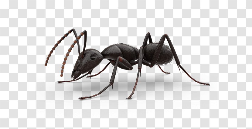 Carpenter Ant - Insect - Bullet Transparent PNG