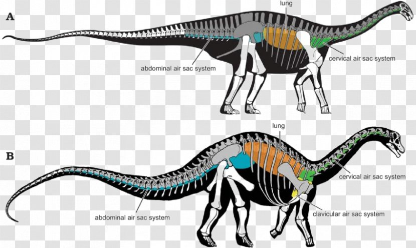 Velociraptor Sauropoda Brachiosaurus Bird Tyrannosaurus - Sauropodomorpha Transparent PNG