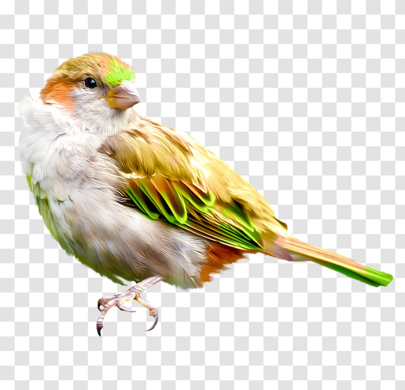 House Sparrow Bird Finch Drawing - Animaatio Transparent PNG