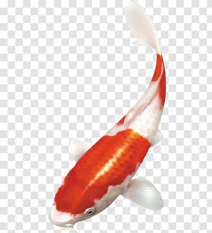 Koi Goldfish - Cyprininae Transparent PNG