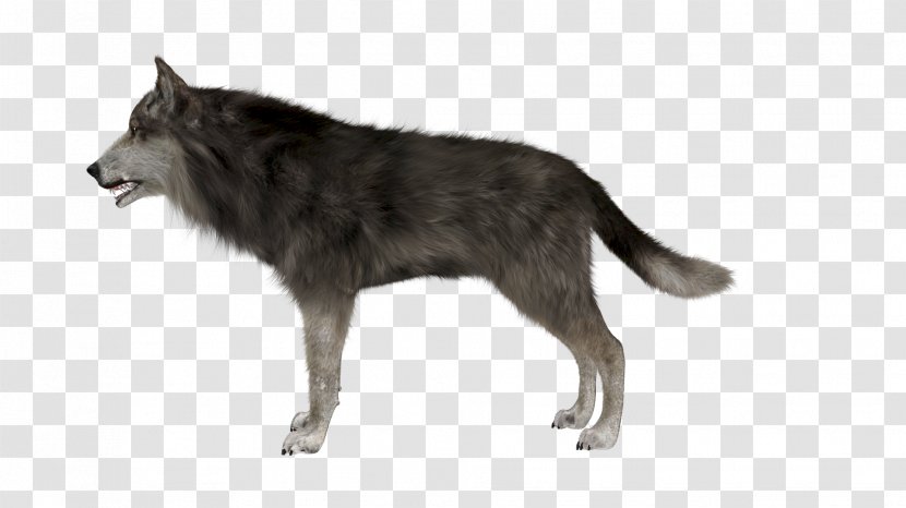 Irish Wolfhound Arctic Wolf Eastern Animal Transparent PNG