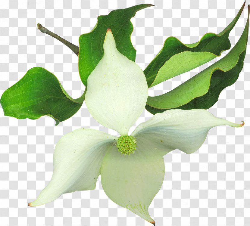 Flower Clip Art - Plant Stem - White Flowers Transparent PNG