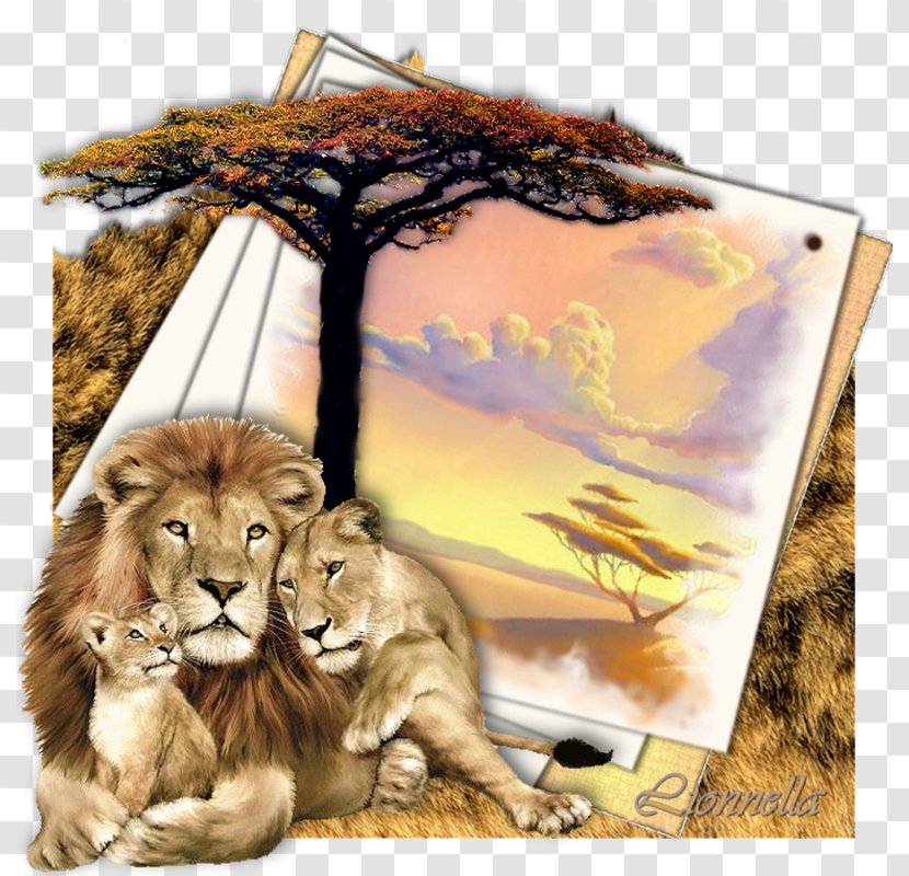 Lion Family Tiger Felidae Cat Transparent PNG