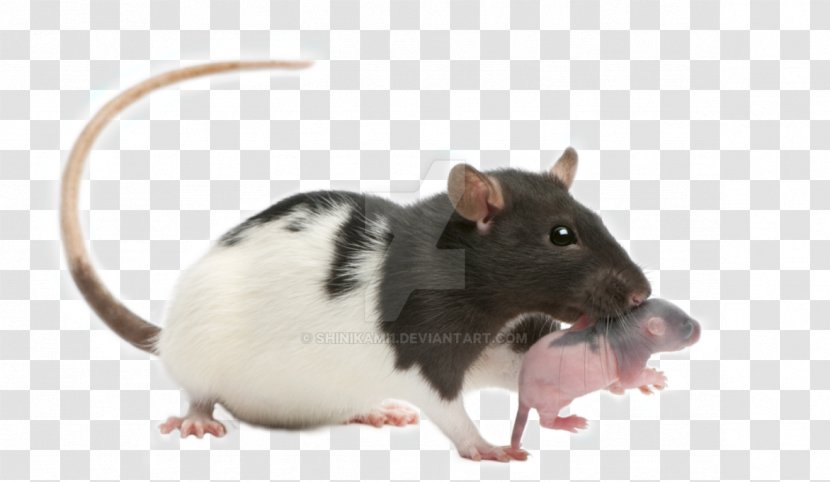 Brown Rat Mouse Infant Fancy Gerbil Transparent PNG
