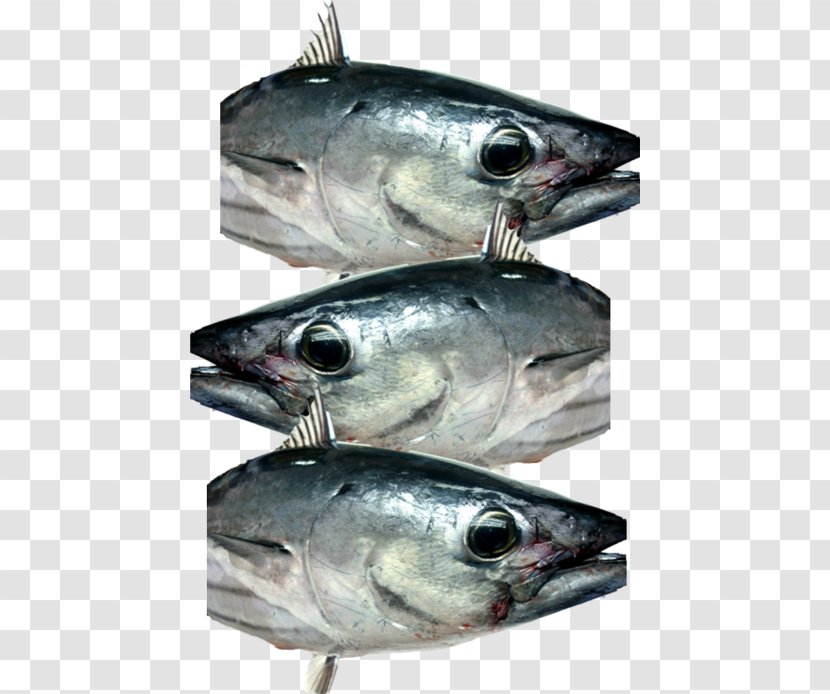 Mackerel Fish Products Oily Sardine Anchovy - Skipjack Tuna Transparent PNG