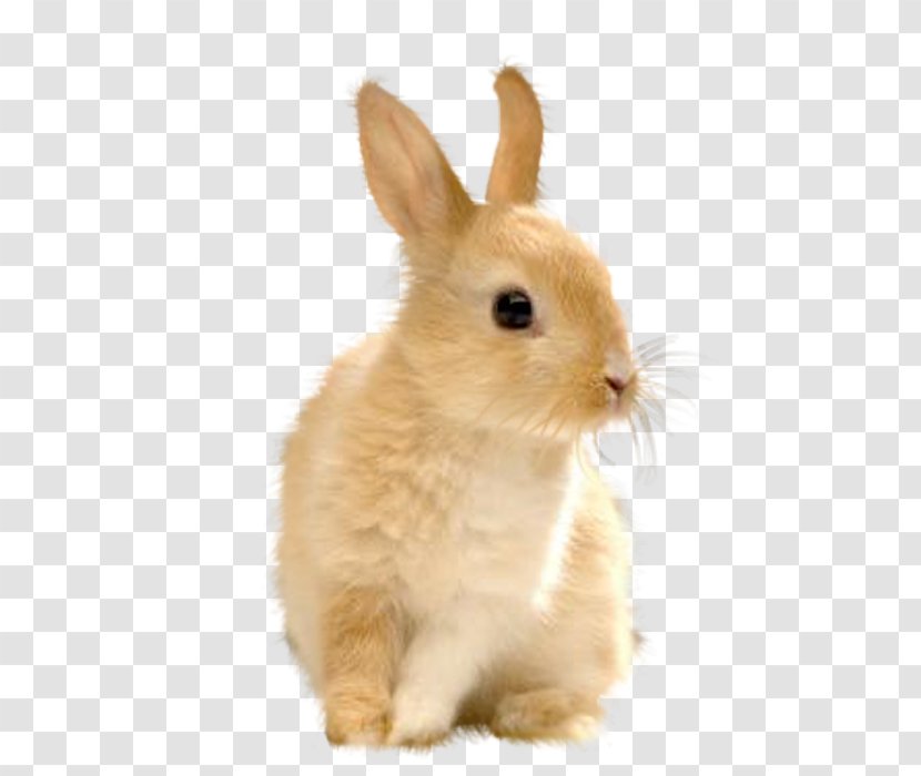 Domestic Rabbit European Easter Bunny Hare - Fauna Transparent PNG
