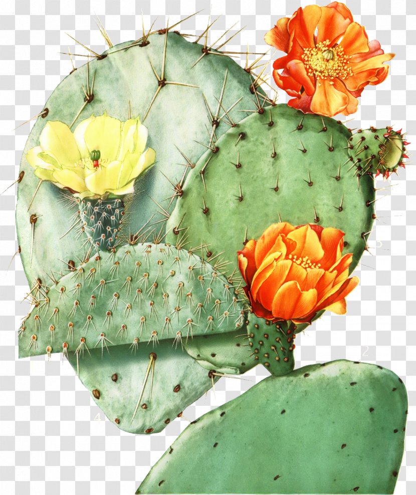 Bunny Ears Background - Prickly Pear - Perennial Plant Fruit Transparent PNG