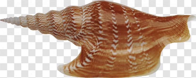 Seashell Download Sea Snail - Animal Figure Transparent PNG