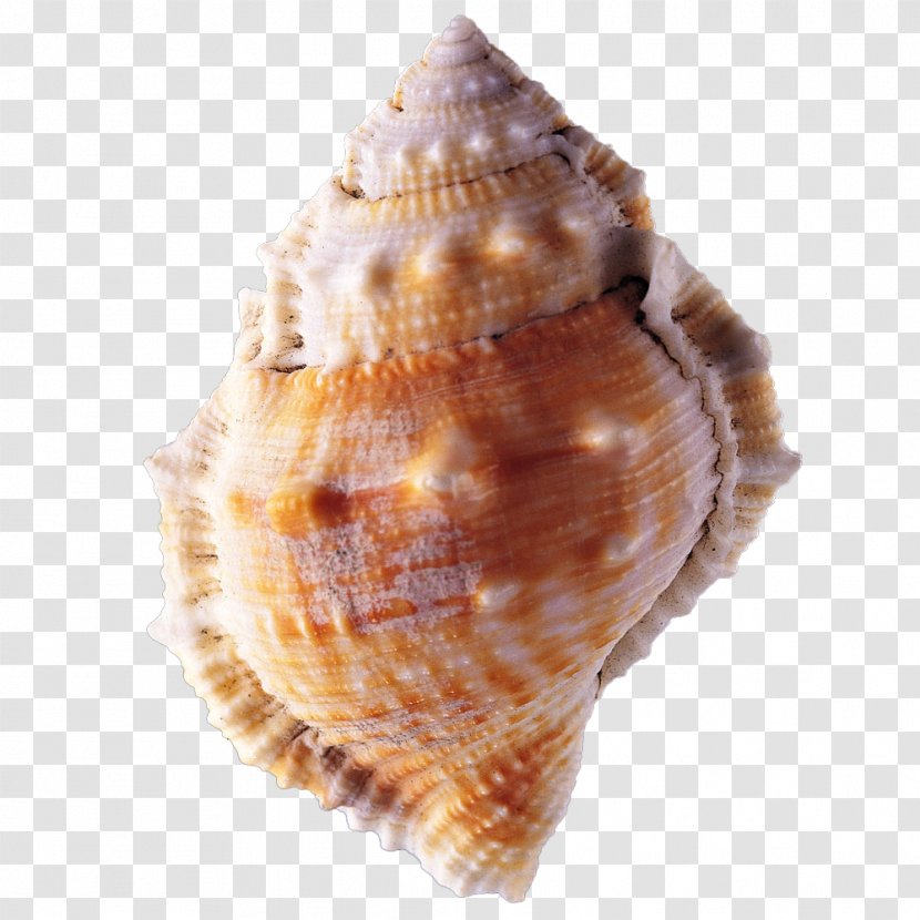 Seashell Conch - Molluscs Transparent PNG
