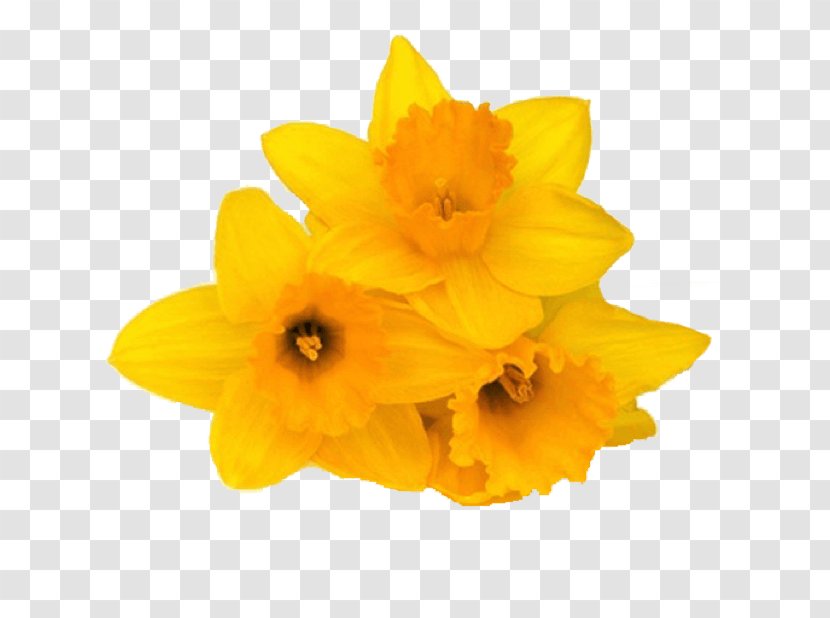 Daffodil IMessage Sticker Flower Petal - Flowering Plant Transparent PNG