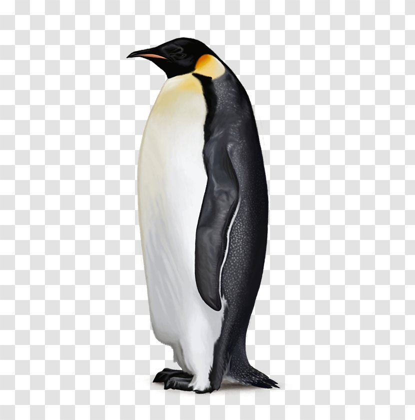 Antarctica Penguins Are Waterbirds Flightless Bird - Neck Transparent PNG